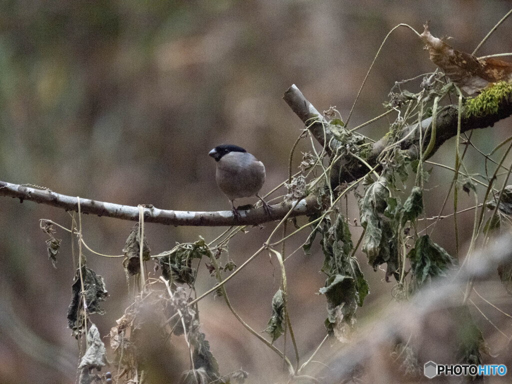 エッ！ウソ〜！