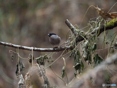 エッ！ウソ〜！