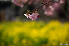 春暖花開