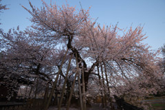 朝日を受けて