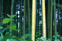 黄金色に輝く竹