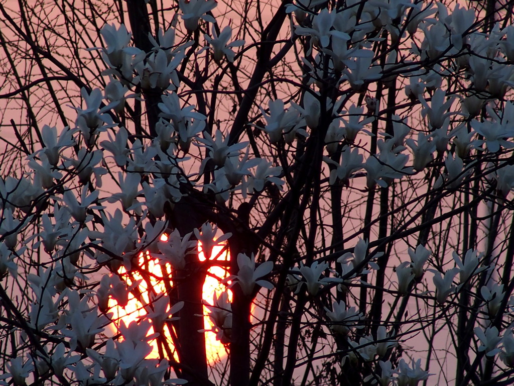 夕陽に燃えて