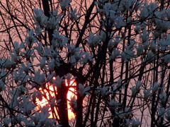 夕陽に燃えて