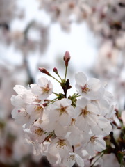 山桜