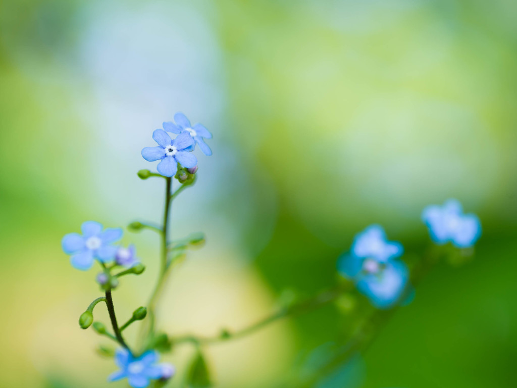 小さな花の物語