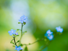 小さな花の物語