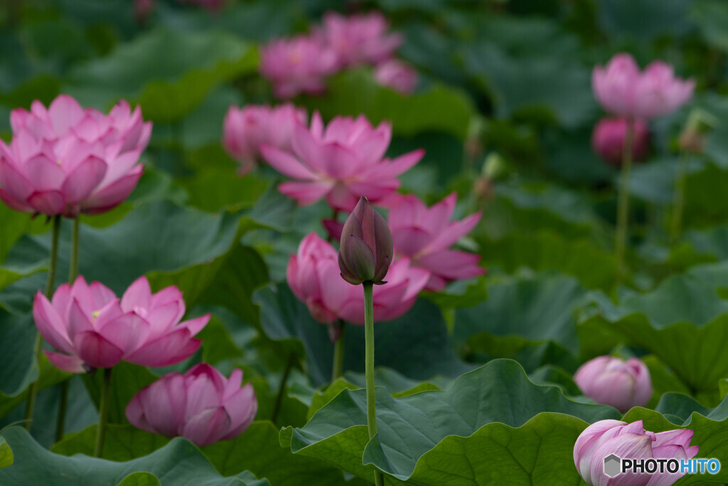 蕾