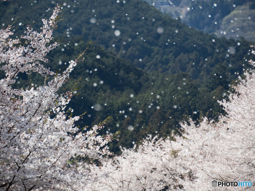 桜吹雪、駆け抜けた卯月