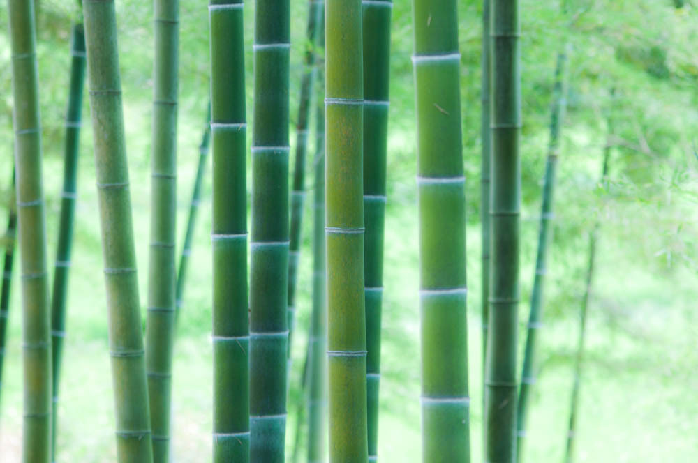 涼を求めて