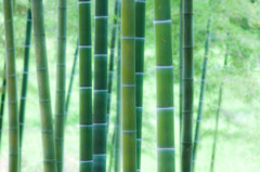 涼を求めて