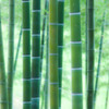 涼を求めて