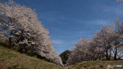 桜に青空、気持ちよくて