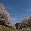 桜に青空、気持ちよくて