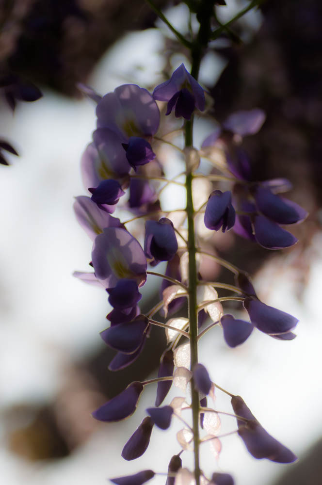 藤の花