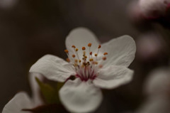 花開く時