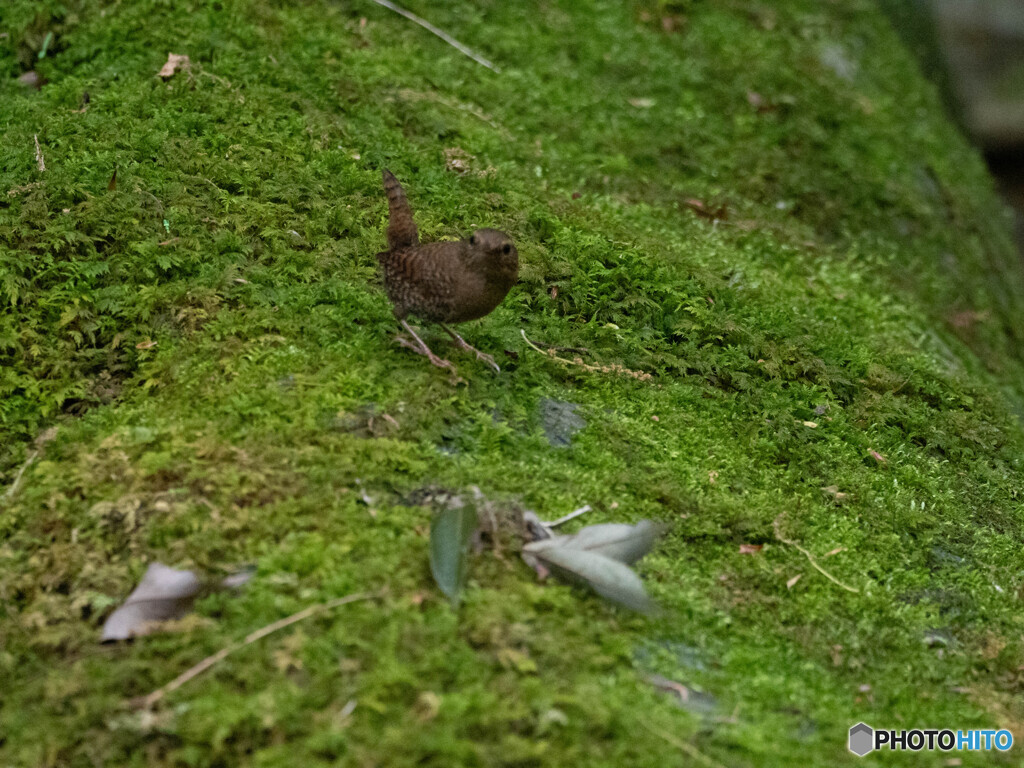 ミソサザイが餌探し