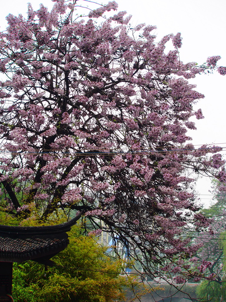 桐の花