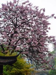 桐の花