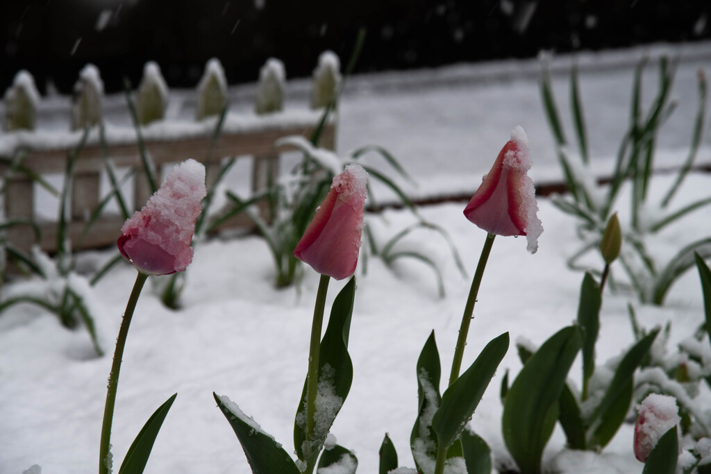 雪化粧