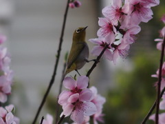 モモジロー