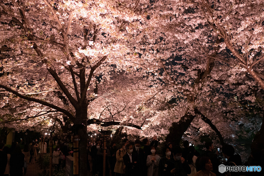 桜花が降り注ぐかのように