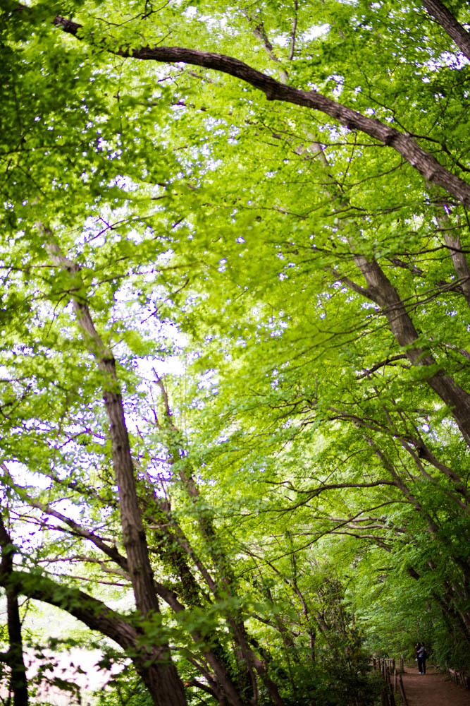新緑を愛でながら