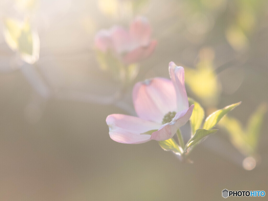 夕日を受けて咲く