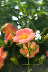 夏に咲く
