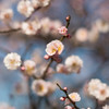 春の便り