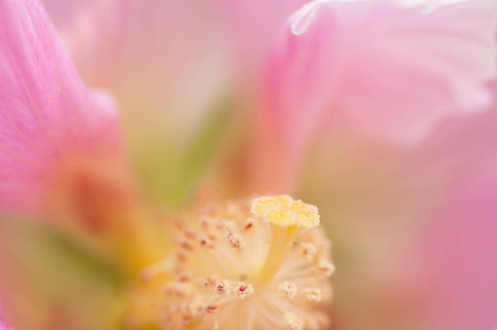 蜜のテーブル