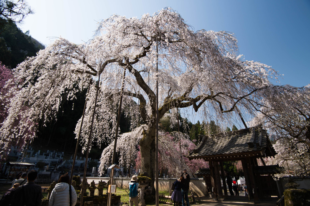 清雲寺の枝垂れ桜