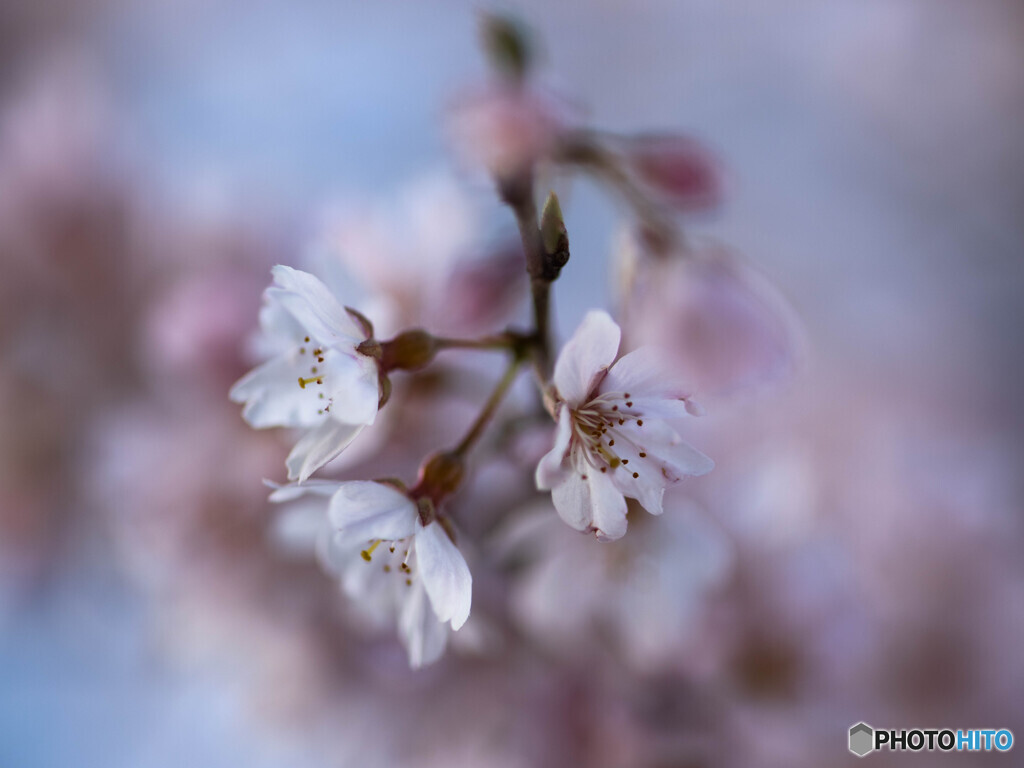 枝垂れ桜