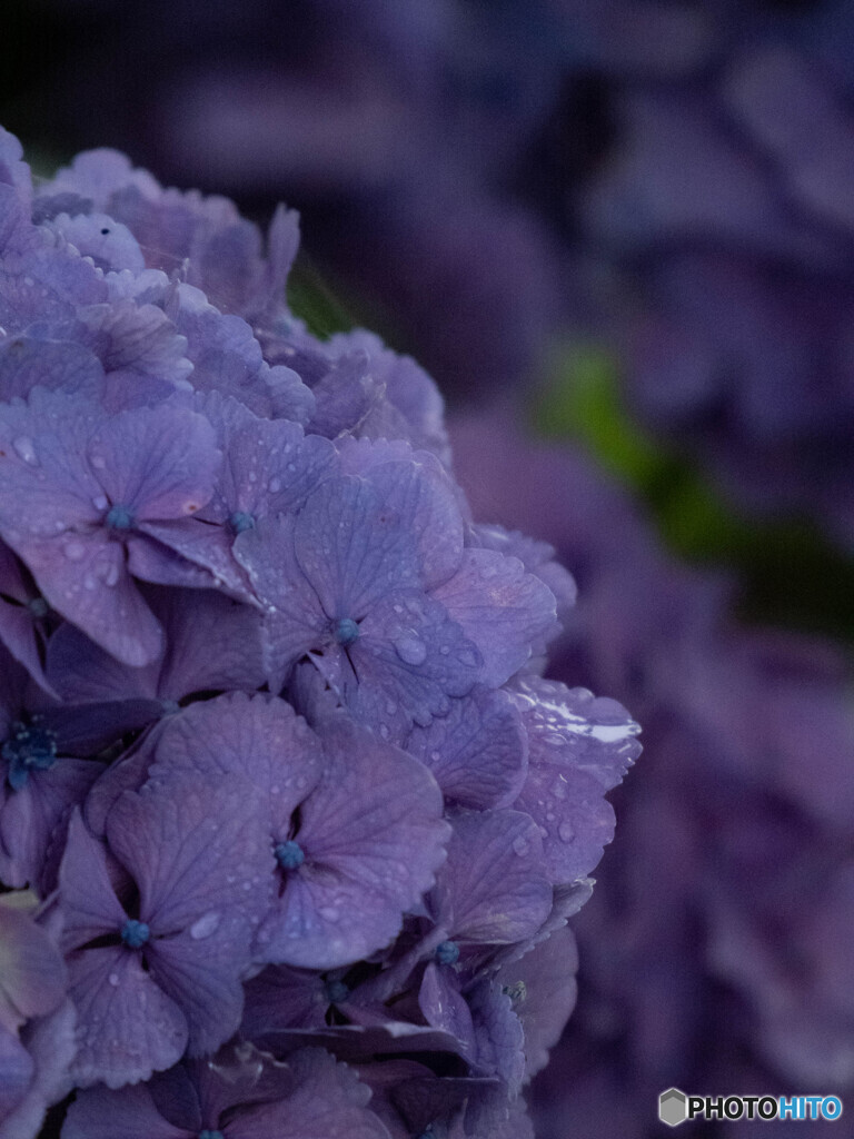 梅雨時