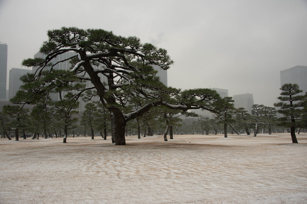 薄っすらと雪化粧