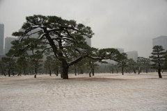 薄っすらと雪化粧