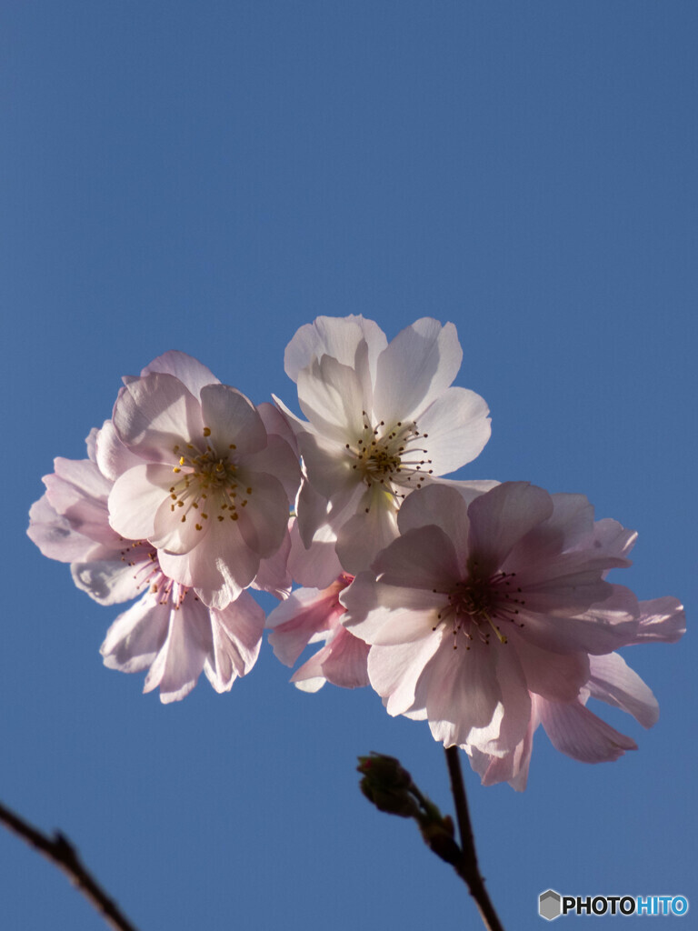 桜咲く