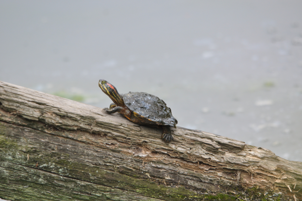 ヨッコラショ　ドッコイショ！DSC_0003