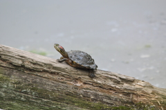 ヨッコラショ　ドッコイショ！DSC_0003