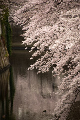 桜色に染まる水面