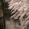 桜色に染まる水面