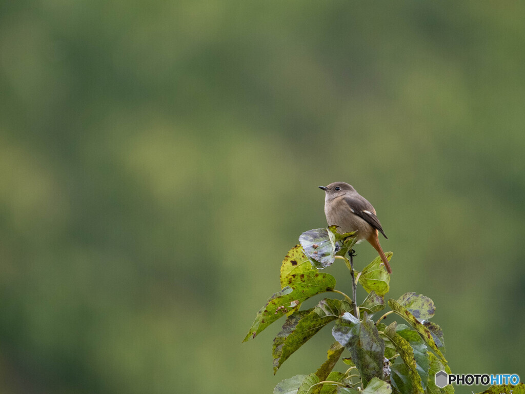 冬鳥の到来