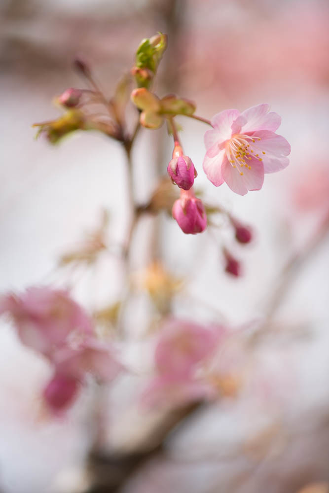 蕾