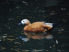 アカツクシガモ