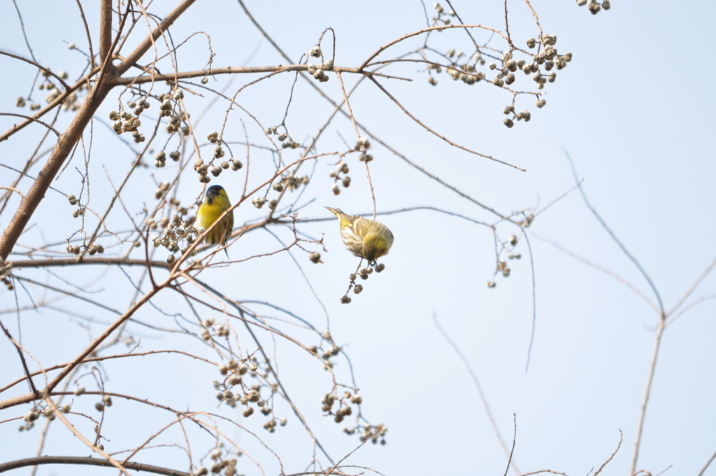 美味しいよ！　DSC_0436
