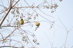 美味しいよ！　DSC_0436