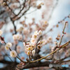 春の喜び