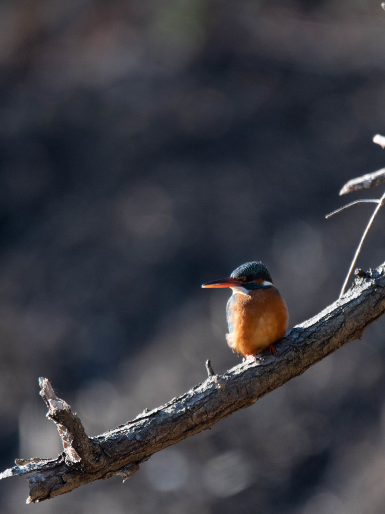 久しぶりのカワセミ