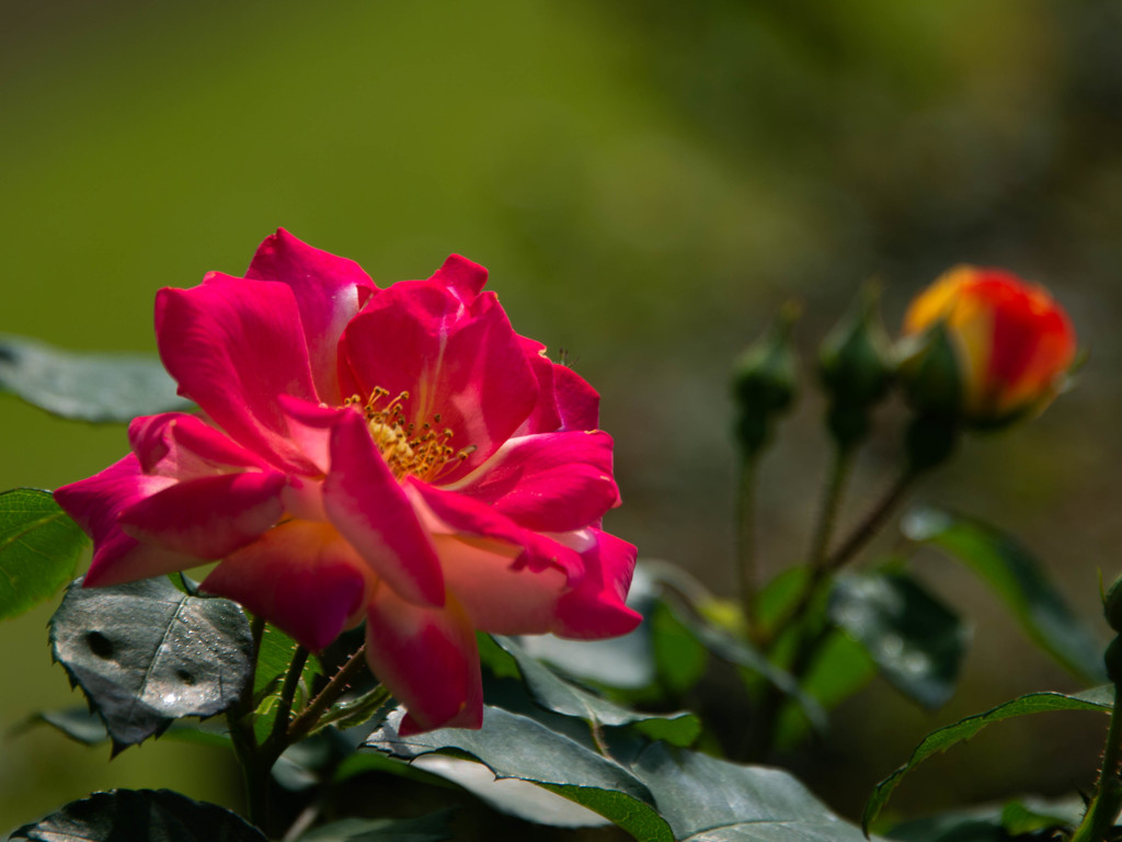 真紅の薔薇