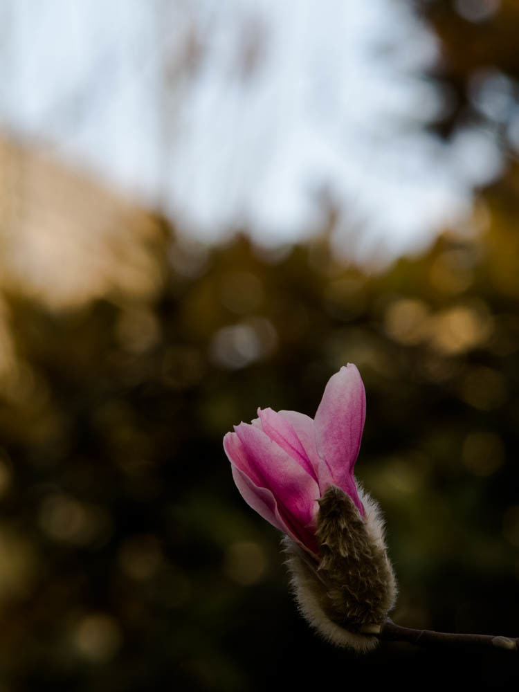 春のお告げ