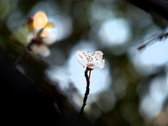 春、一輪